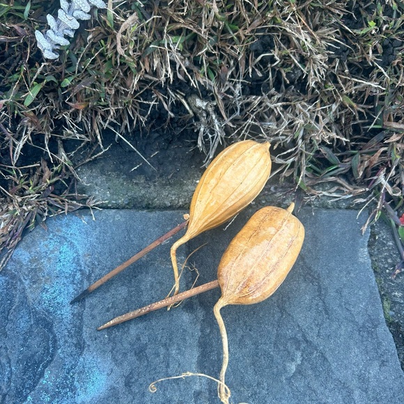 Multi piece gourd lotus natural decor  set - Picture 4 of 13